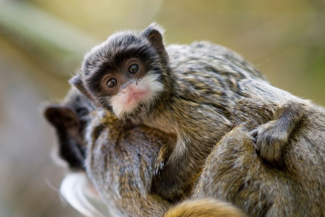 kurs-peru-primatenverhalten-und-wildtierbiologie-emperor-tamarin-baby-natucate