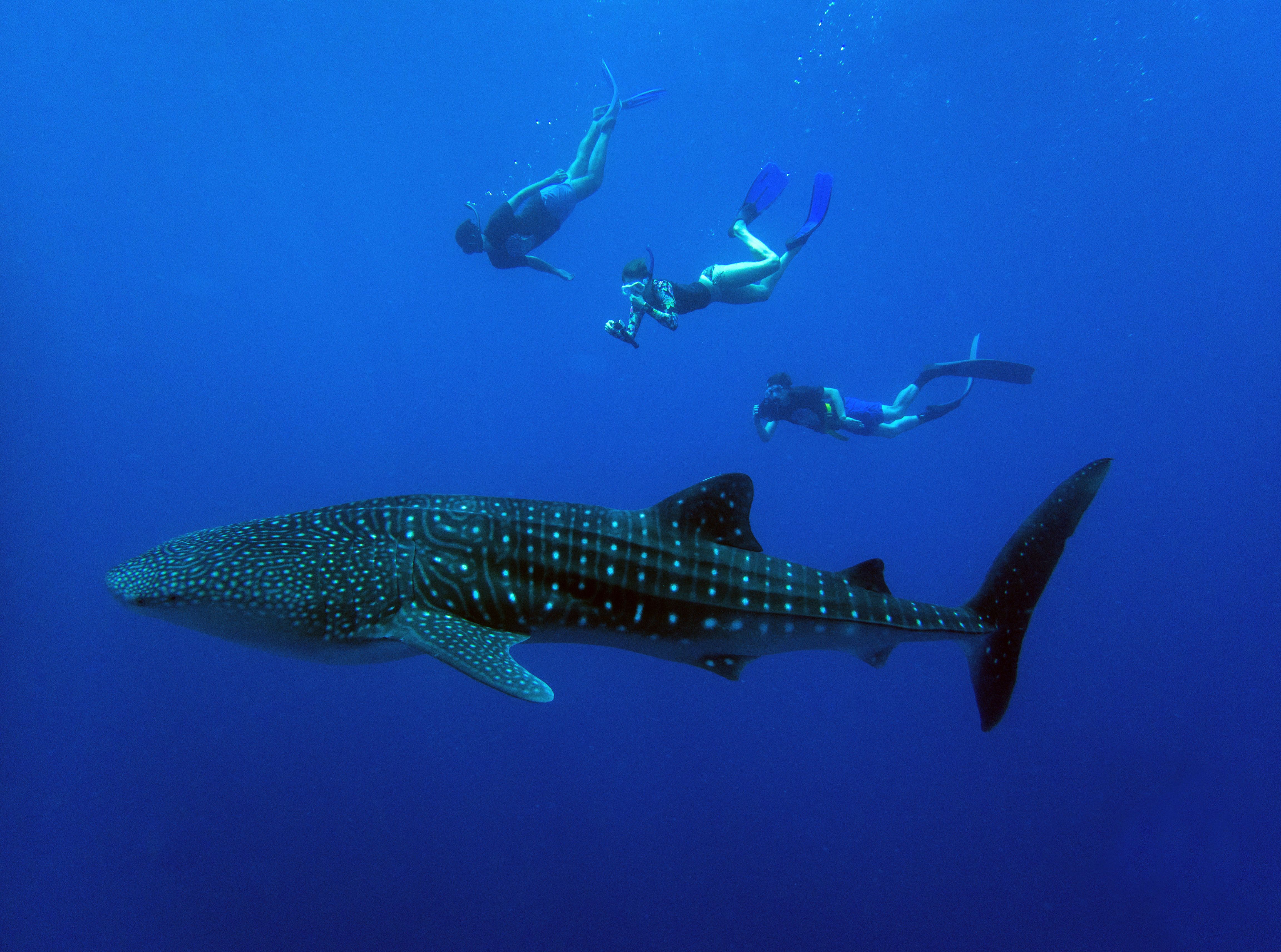 Whale Shark Dive Skin/Sun Protection Suit