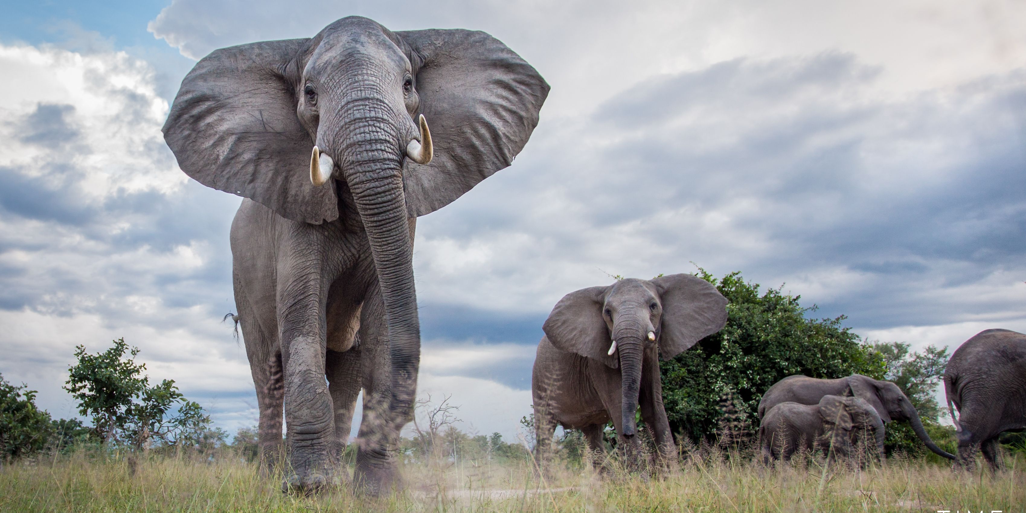 safari-sambia-south-luangwa-lower-zambezi-elefant-natucate