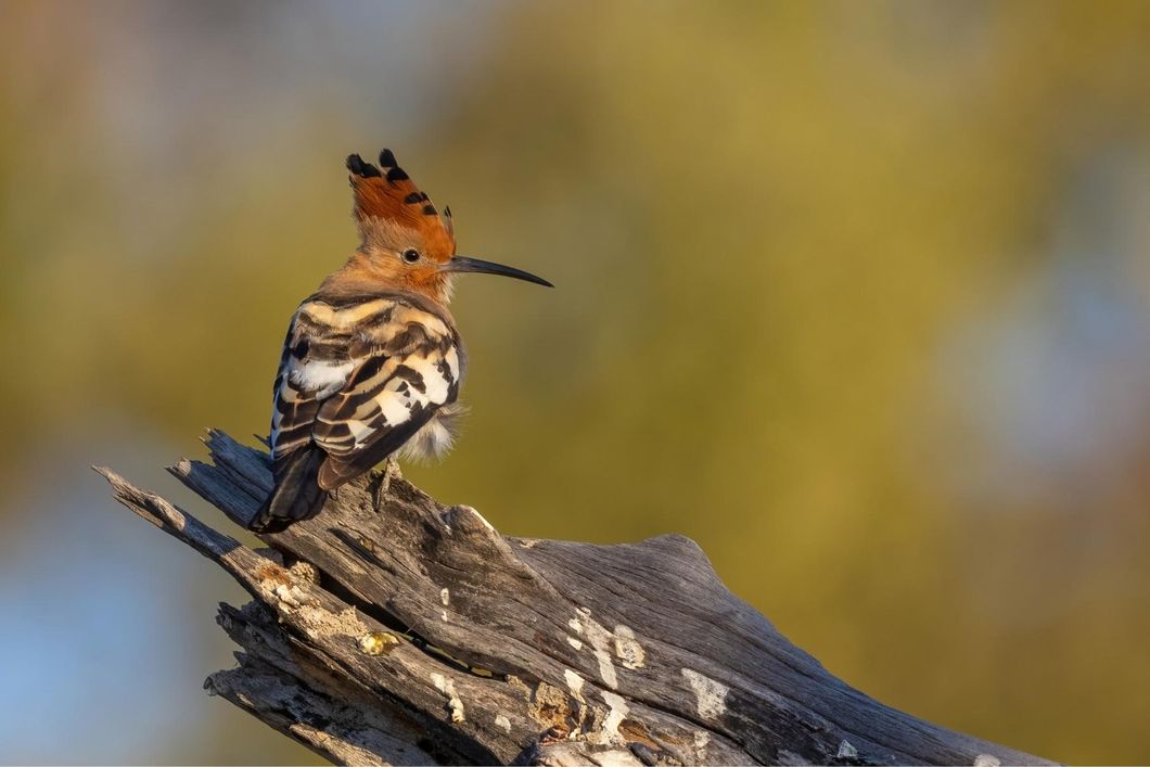 Dieser gemusterte Vogel ist ein Afrikawiedehopf (Upupa africana) und wird meistens alleine oder in Paaren im s&uuml;dlichen Afrika gesehen.