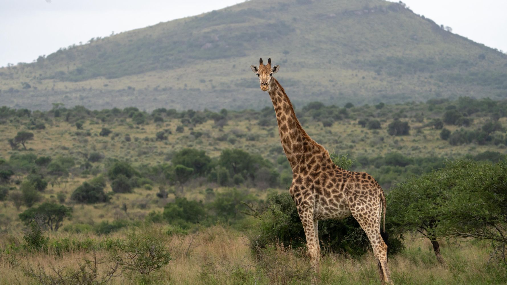 Giraffe in front of a mountain
