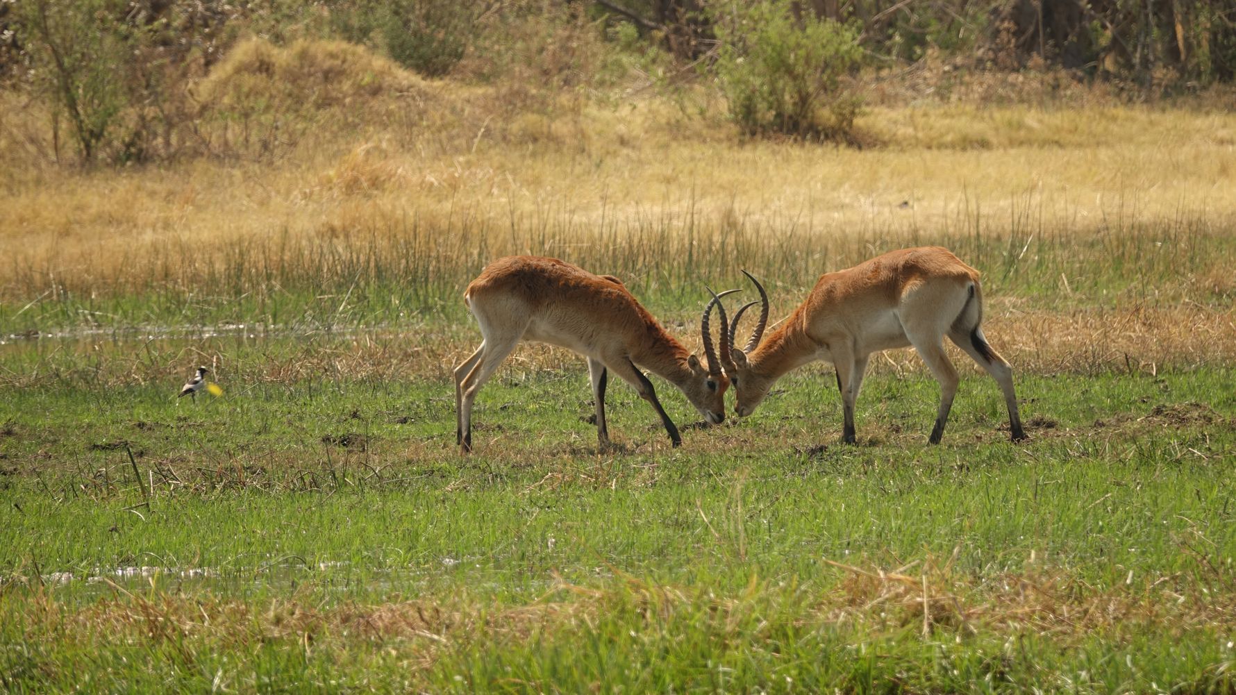 blog-ratgeber-botswana-chief-s-island-letchwe-natucate