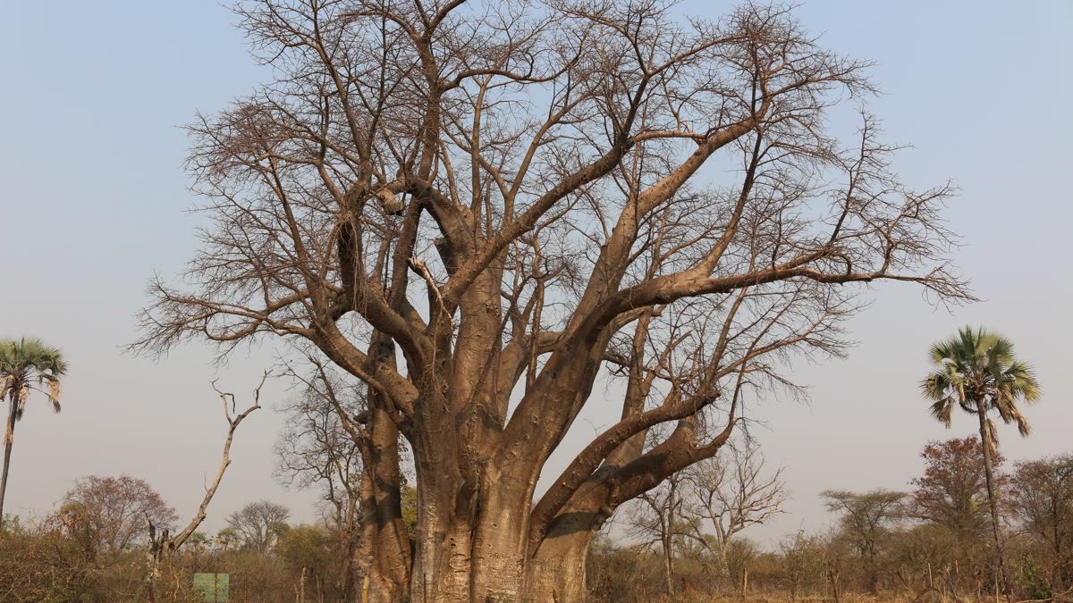 erfahrungsbericht-zimbabwe-rangerausbildung-kundenfotos-baum-natucate