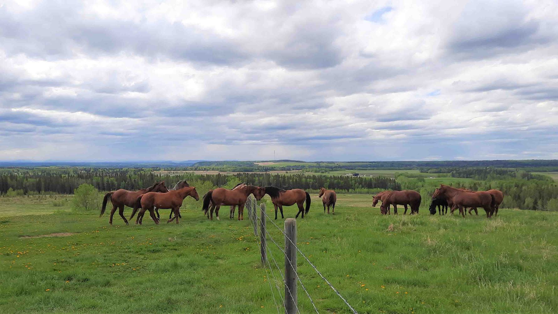 erfahrungsberichte-freiwilligenarbeit-kanada-pferdeschutz-lisa-natucate-pferde-begruessen-sich