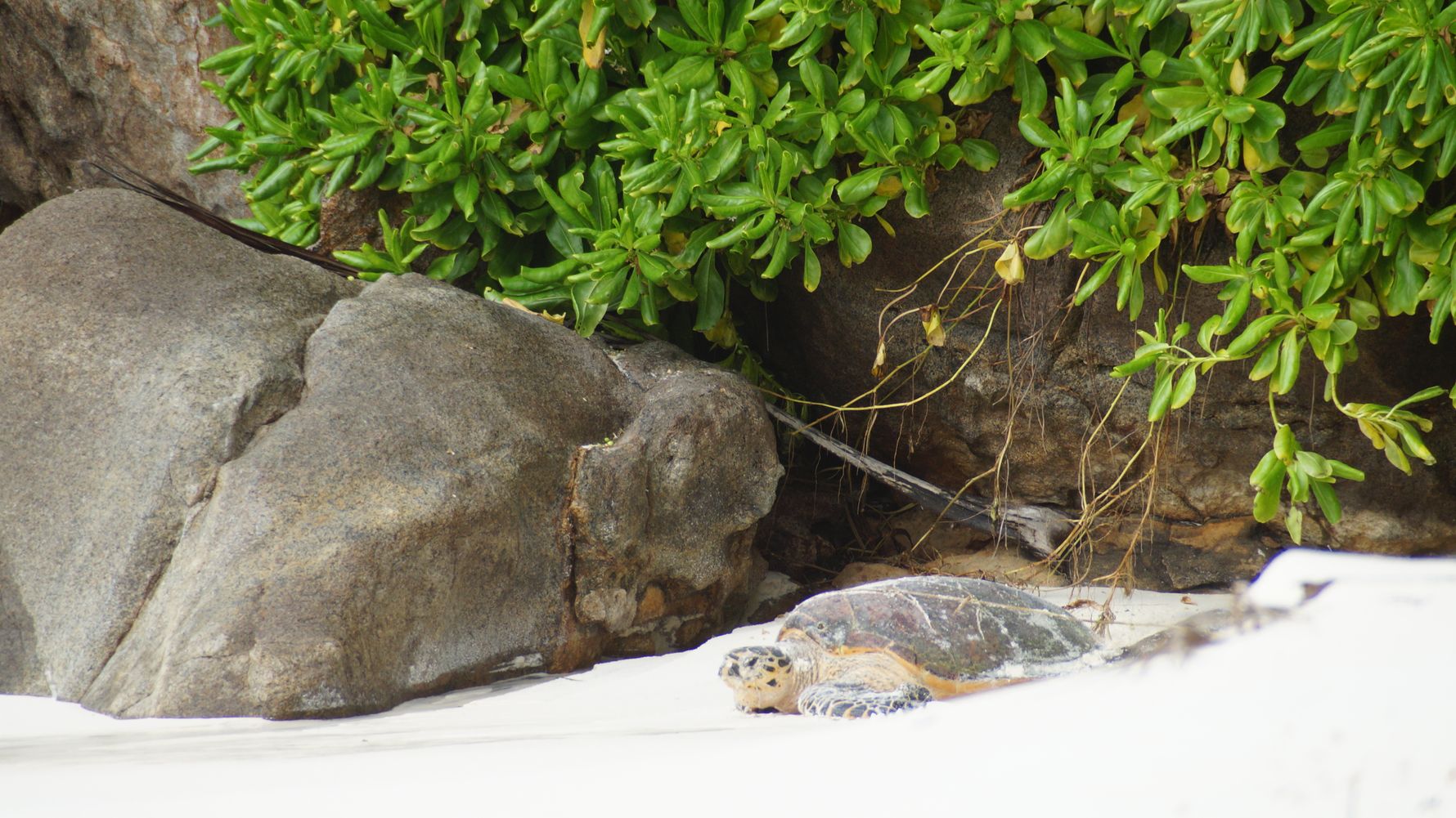 freiwilligenarbeit-seychellen-erfahrungsbericht-artenschutz-kundenfotos-strand-natucate