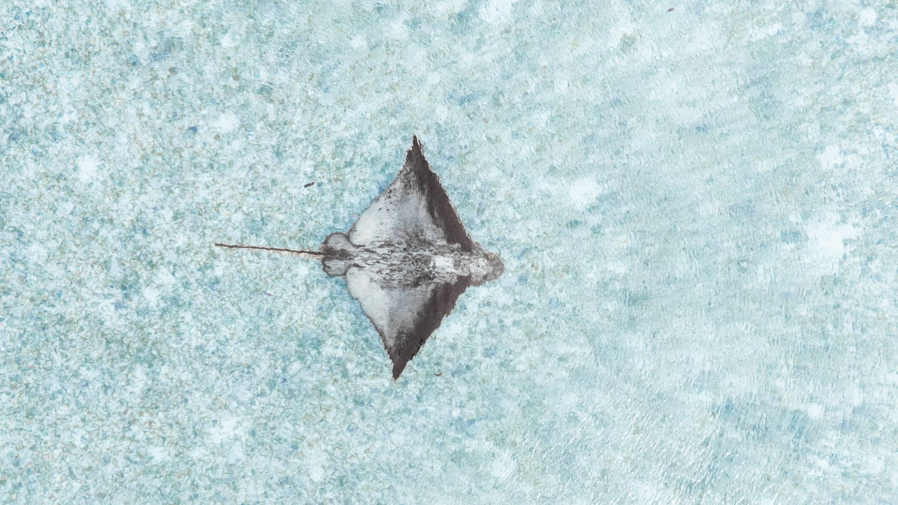 natucate-travel-volunteering-seychelles-platte-island-manta-ray-bright