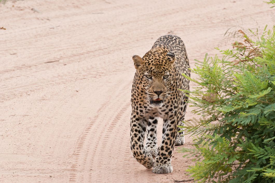 Eine Gruppe von angehenden Rangern sichtet einen Elefanten im botswanischen Busch