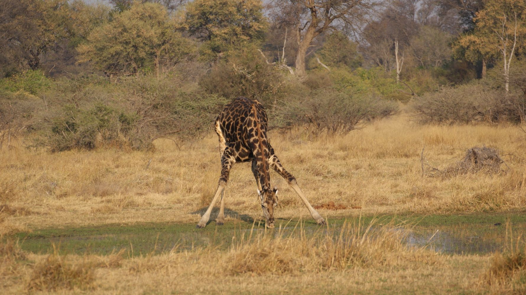 giraffen-afrika-blog