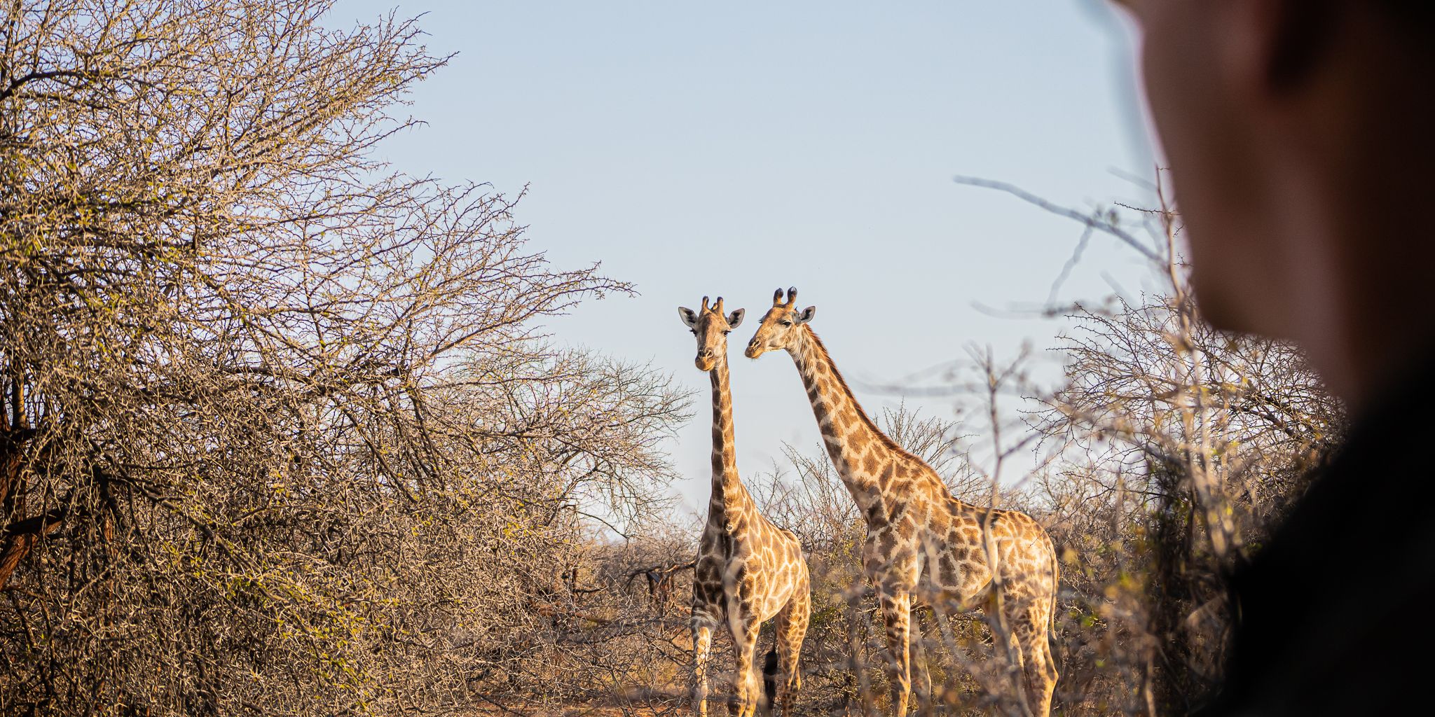 Two giraffes