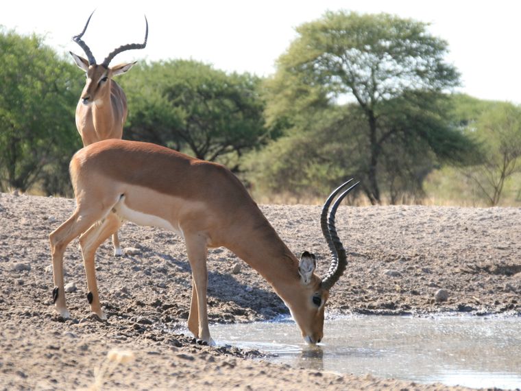 naturwissen-duerre-wasserknappheit-suedafrika