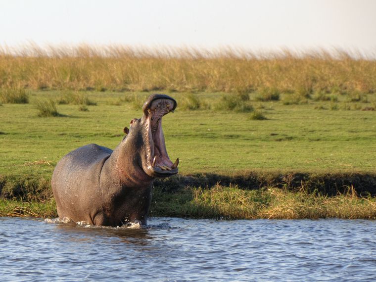 flusspferde-naturwissen-blog-natucate