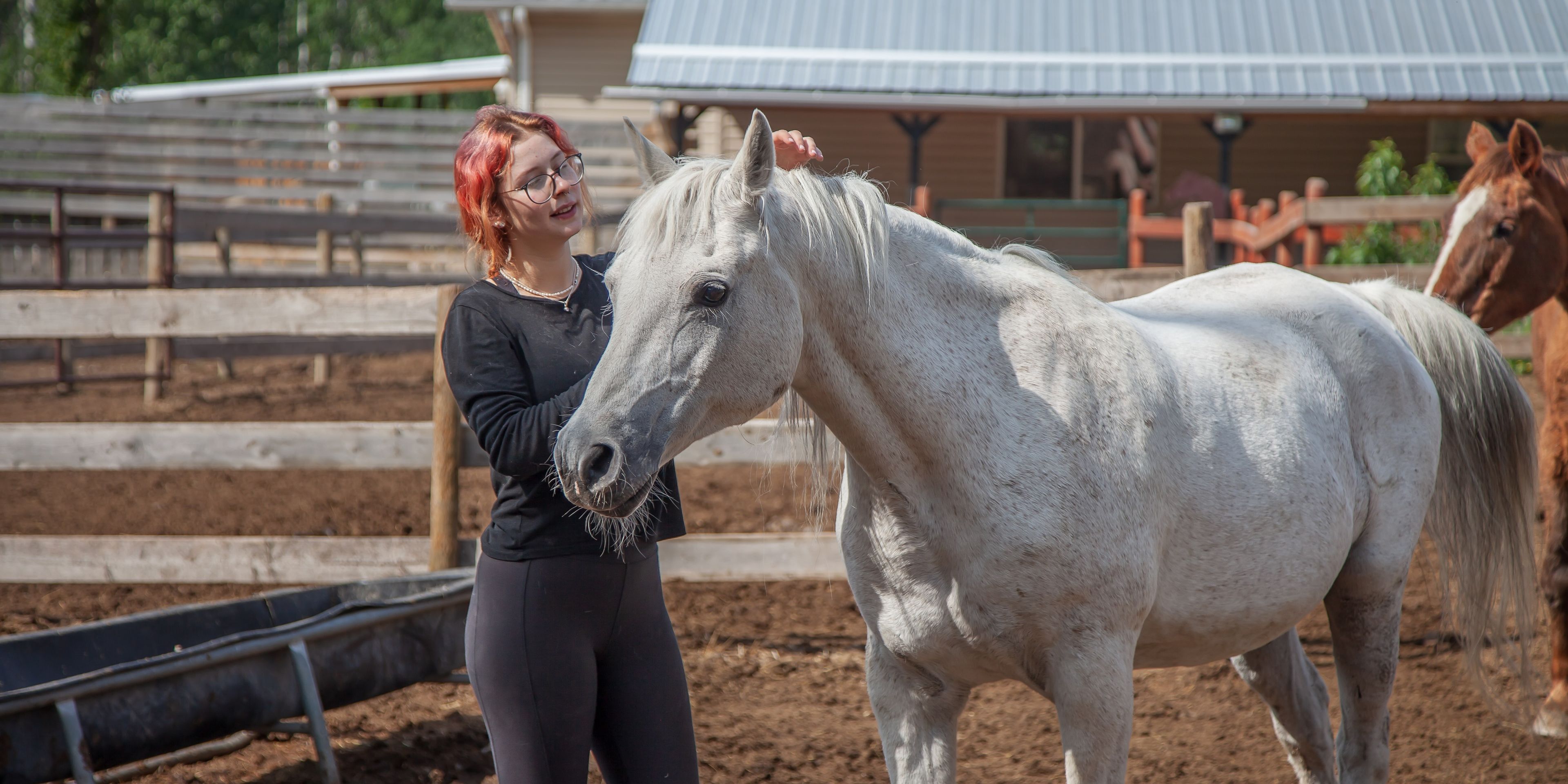 natucate-canada-freiwilligenarbeit-horses-weisses-pferd