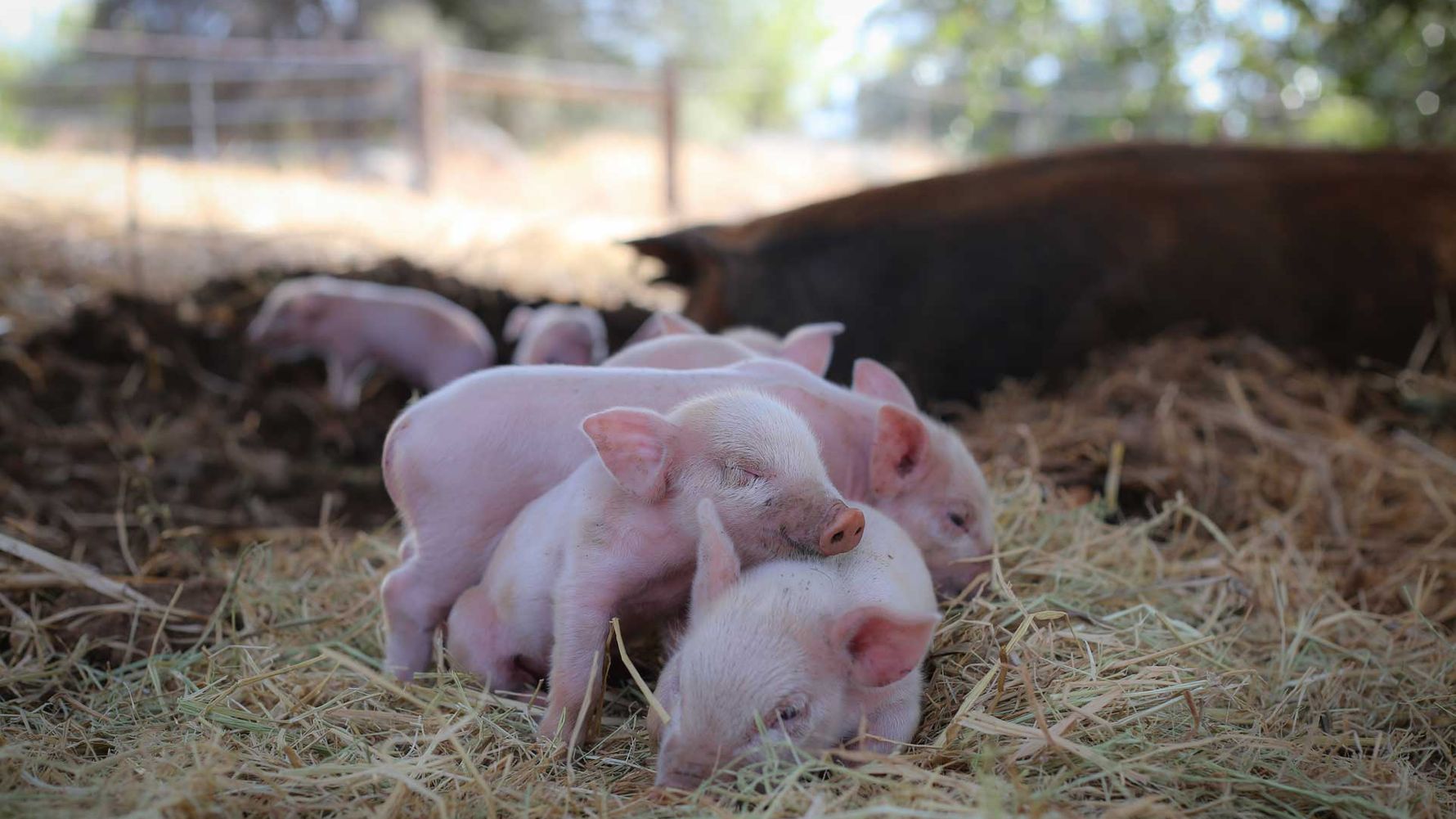 blog-ratgeber-wie-finde-ich-das-geeignete-auslandspraktikum-landwirschaft-natucate