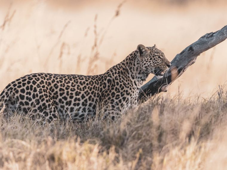 natucate-botswana-okavango-leopard-im-hohen-gras-16