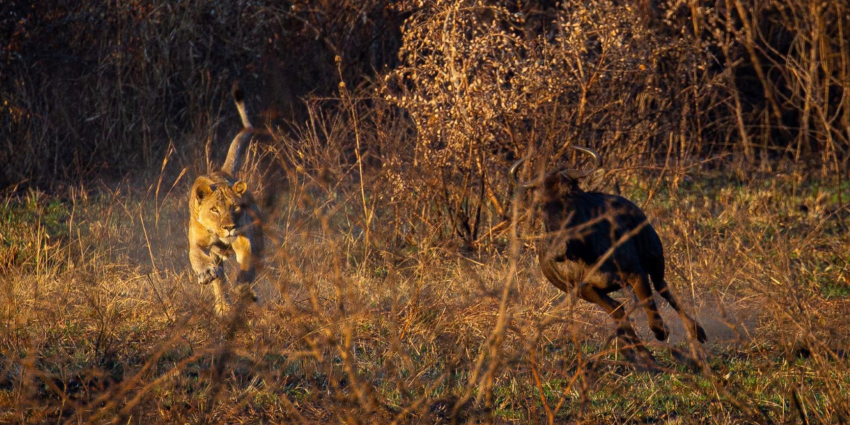 A lion chases an African buffalo