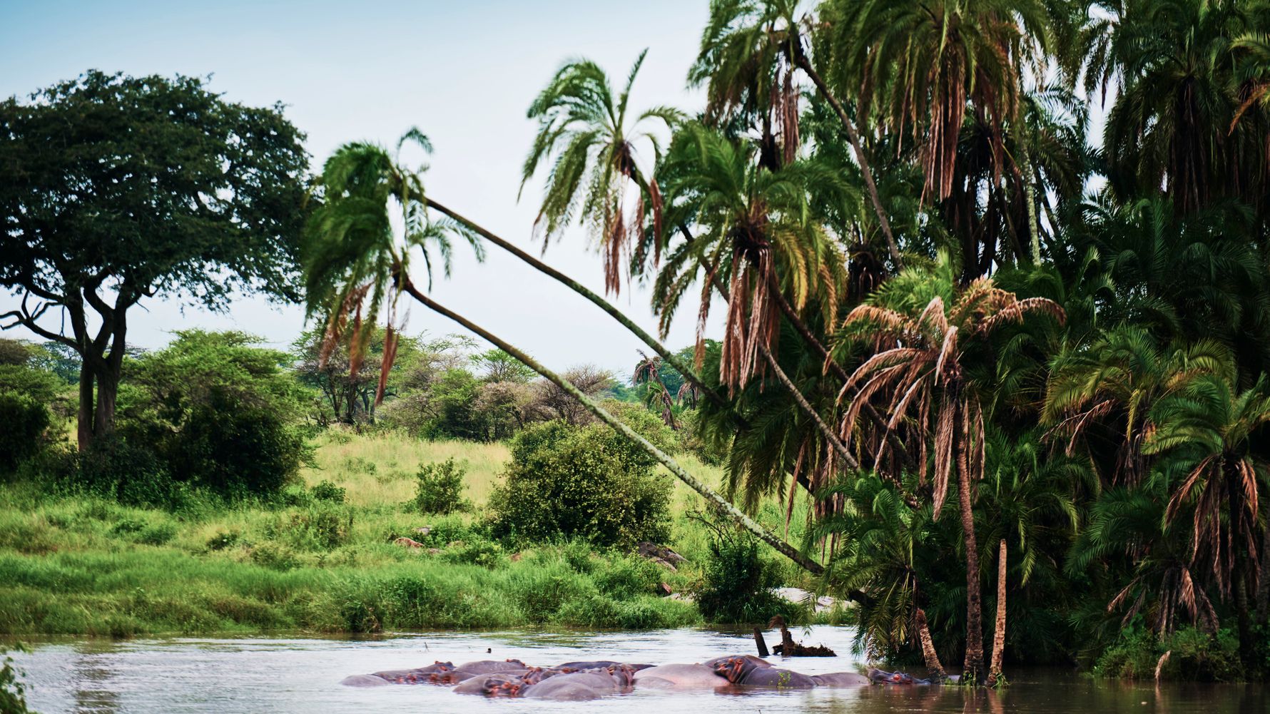 gabon-country-information-loango-national-park-hippo