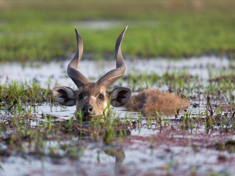 blog-reiseorte-botswana-mababe-antilope