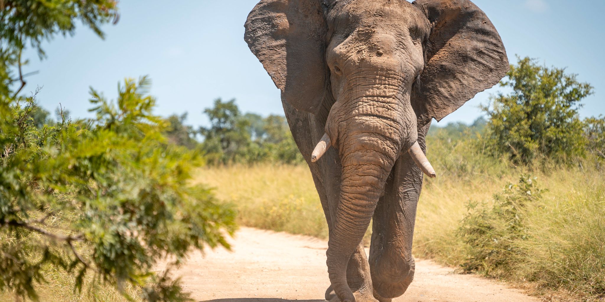 natucate-guide-courses-bw-elephant-walking