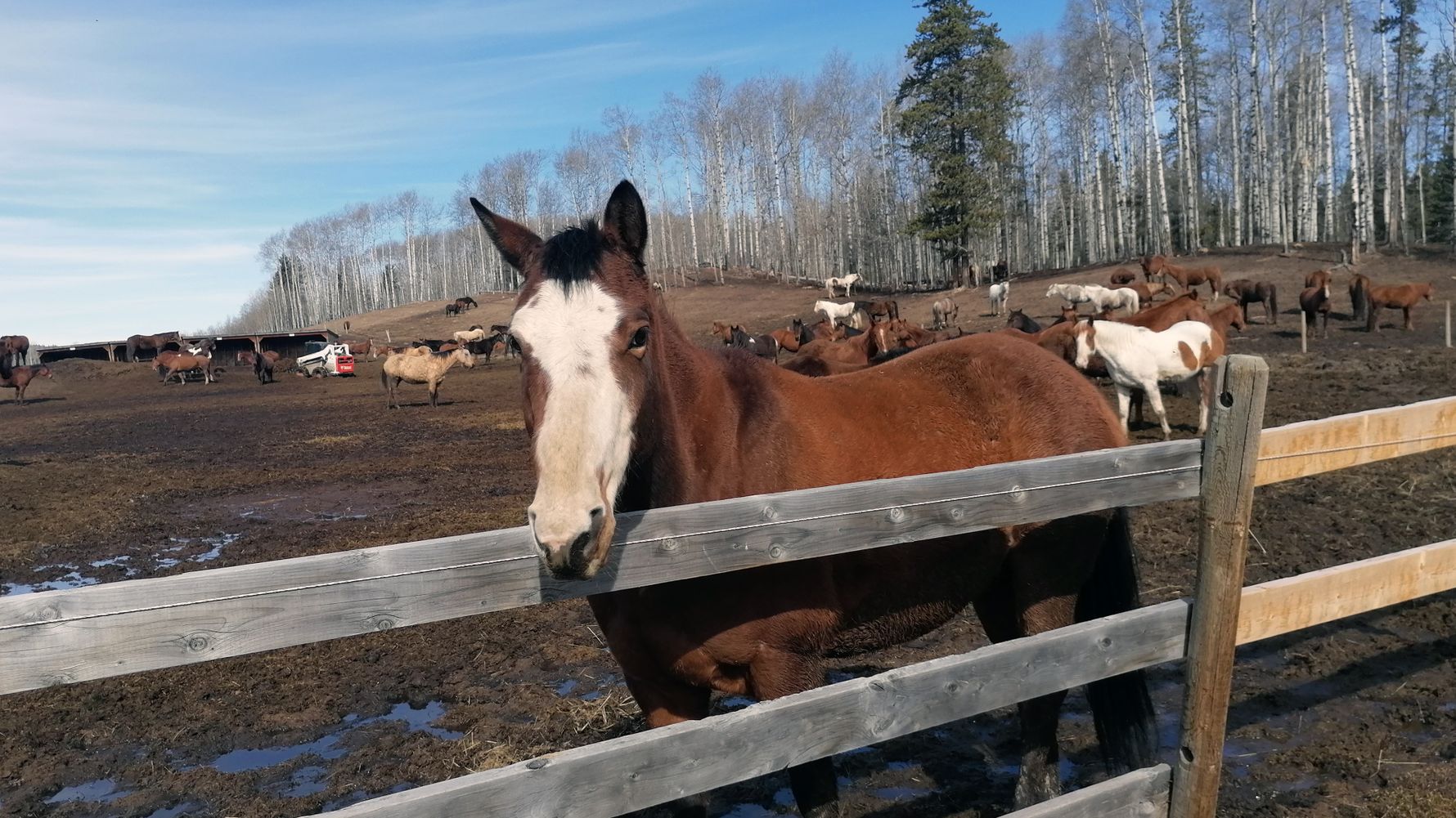 erfahrungsbericht-freiwilligenarbeit-kanada-alberta-pferdeschutz-pferd-sterne-luisa-natucate