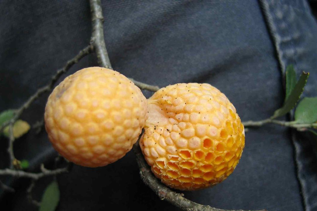 Nahaufnahme patagonischer orangener Fruechte zur Pflanzenkunde