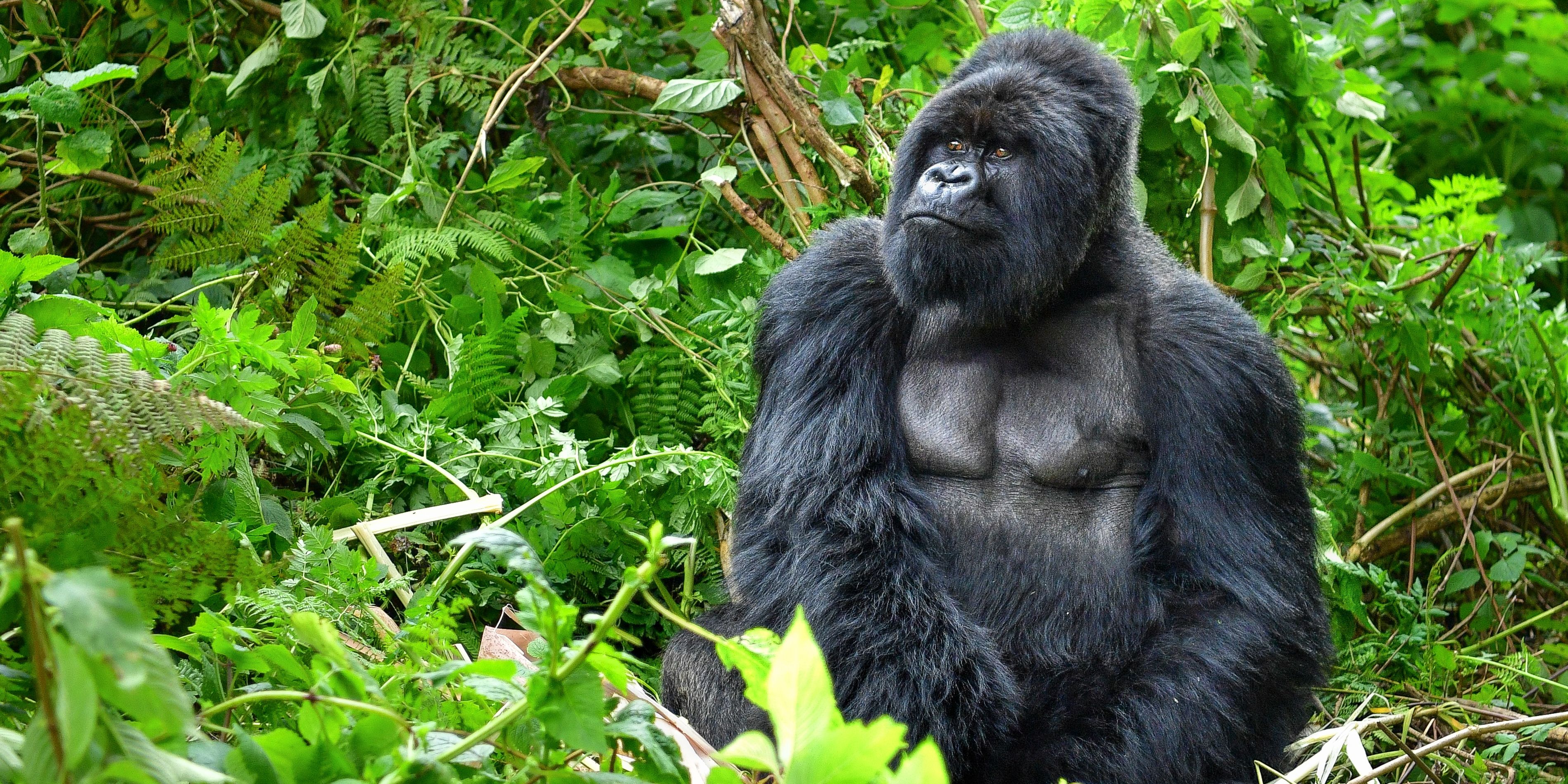 Gorilla blickt seri&ouml;s und sitzt im Wald