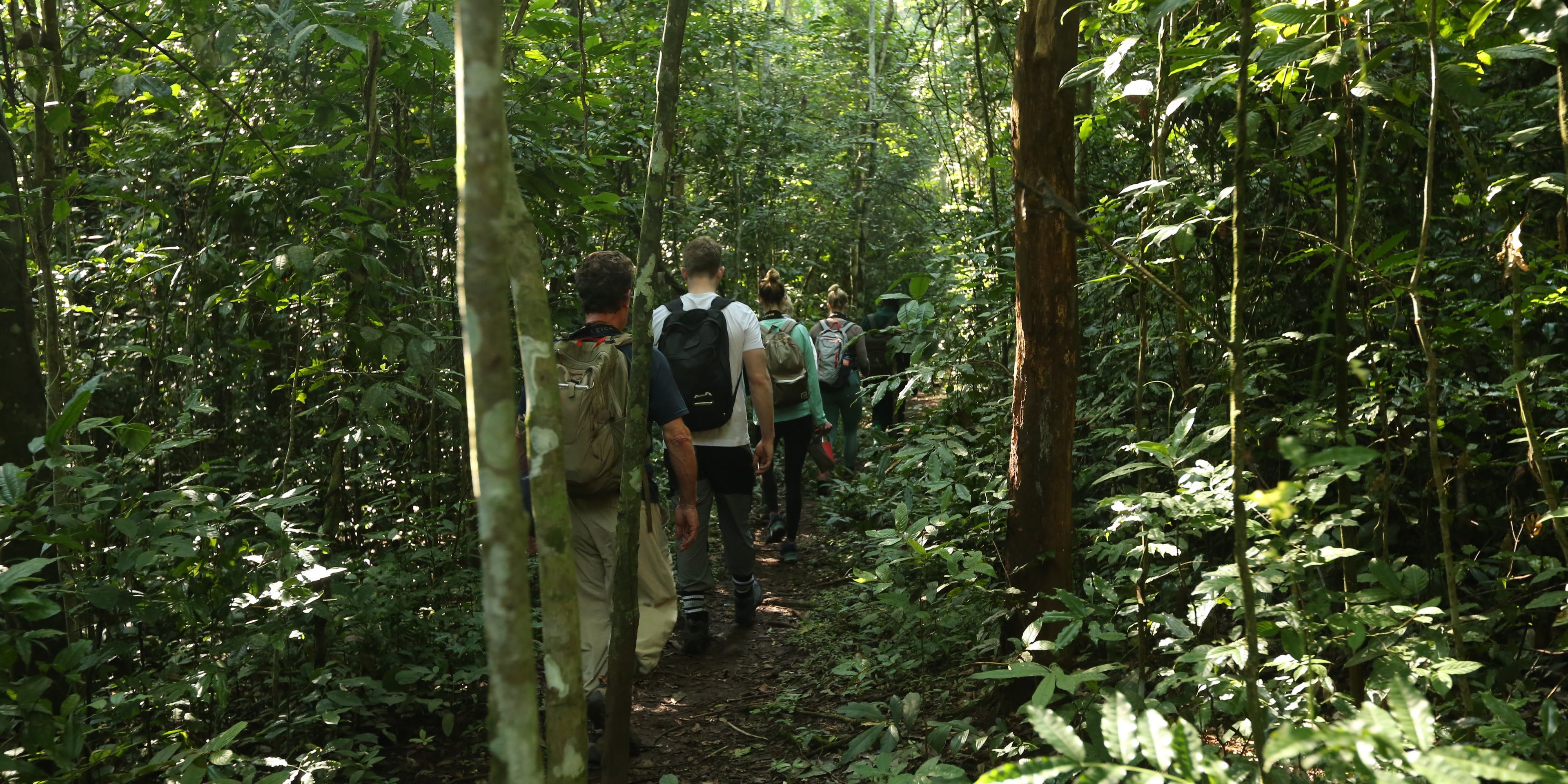 People walking in the forest