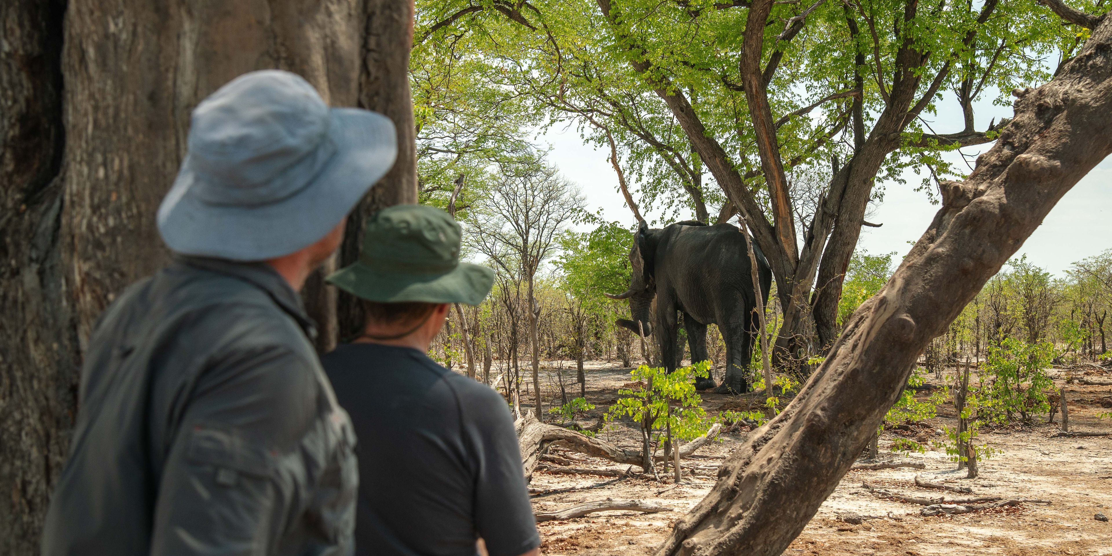 natucate-safari-botswana-abenteuer-camp-elephant-pan-walking-safari