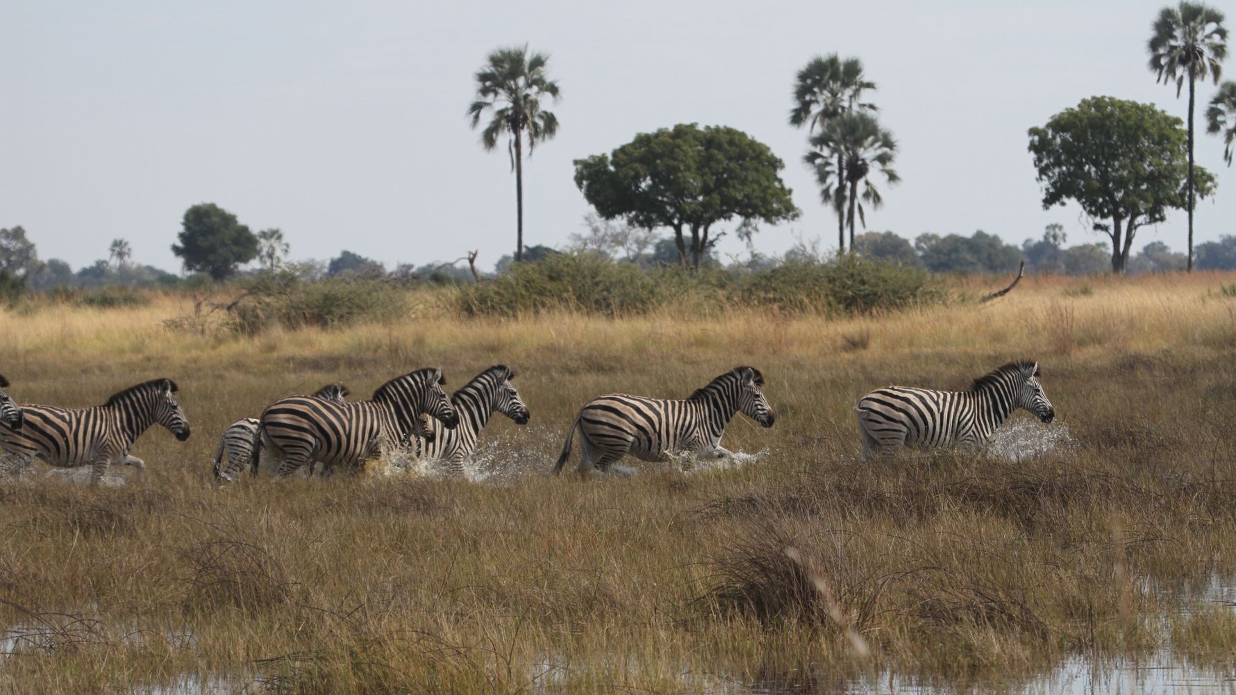 blog-ratgeber-botswana-okavango-delta-zebra-blog-natucate