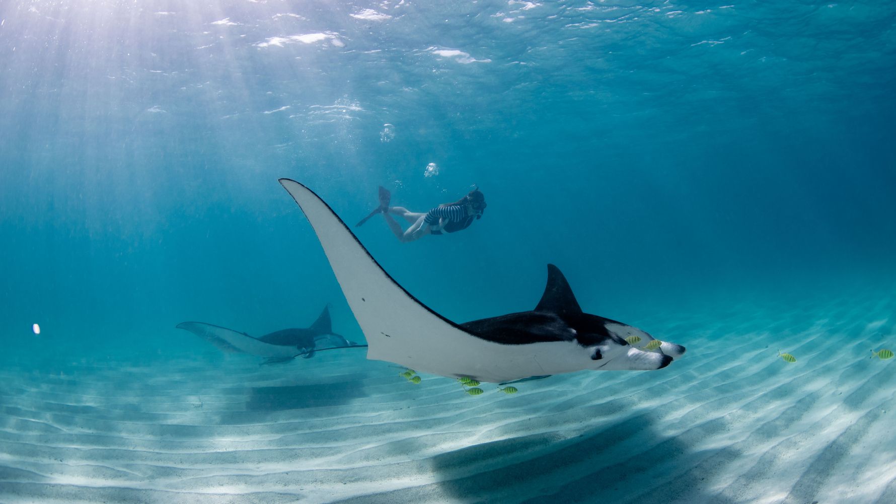Mantarochen