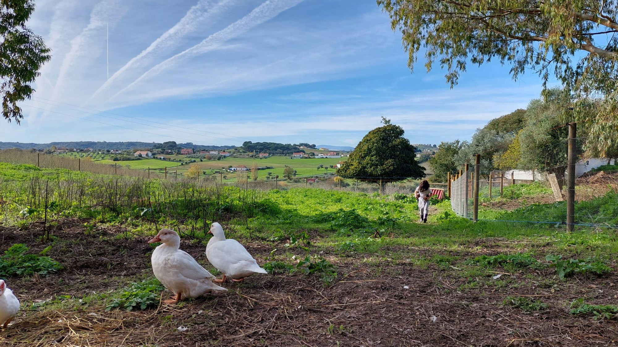 Weiße Enten laufen frei auf dem Geländer der Tierschutz-Auffangstation in Portugal umher