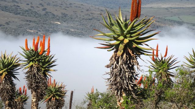 blog-ratgeber-suedafrika-ostkap-flora-natucate