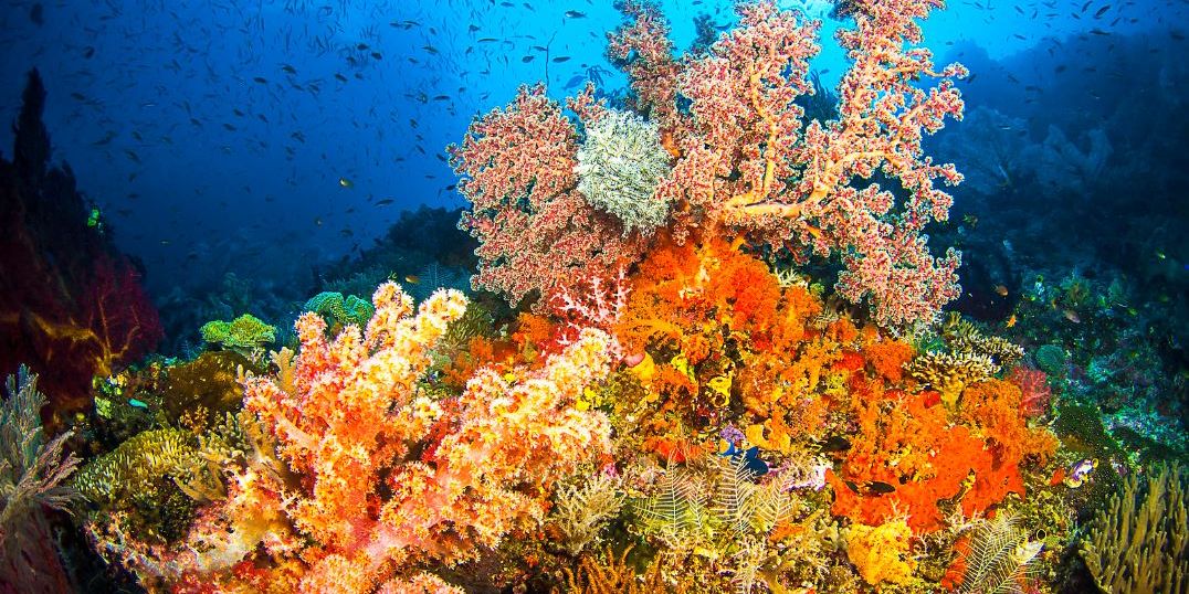Indonesien, Korallendreieck, Cenderawasih Bay, Tauchreise