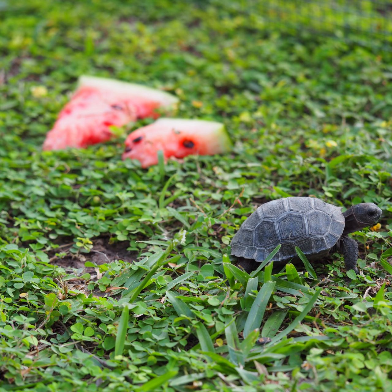 freiwilligenarbeit-seychellen-erfahrungsbericht-artenschutz-natucate