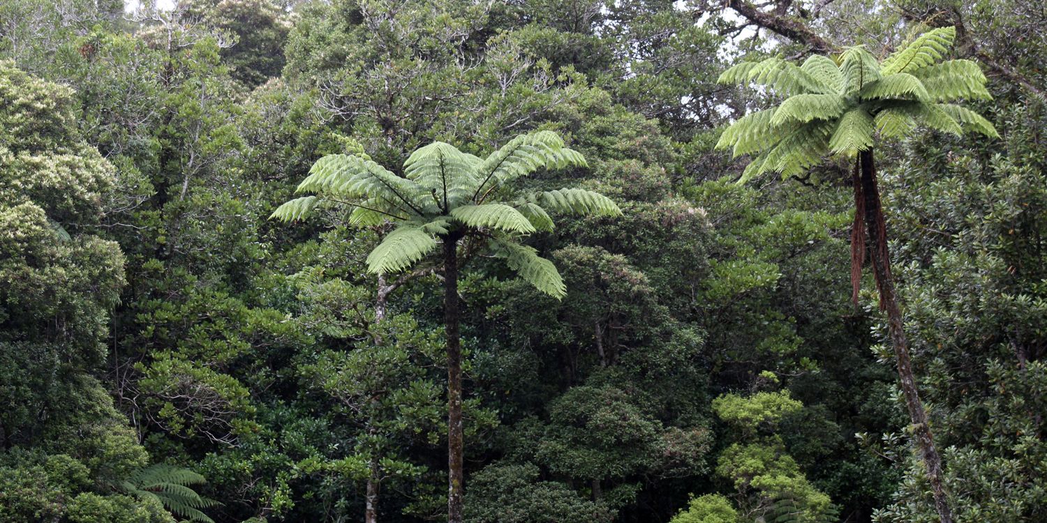 Naturschutz in Neuseeland: Ein dicht bewachsener Wald in Neuseeland