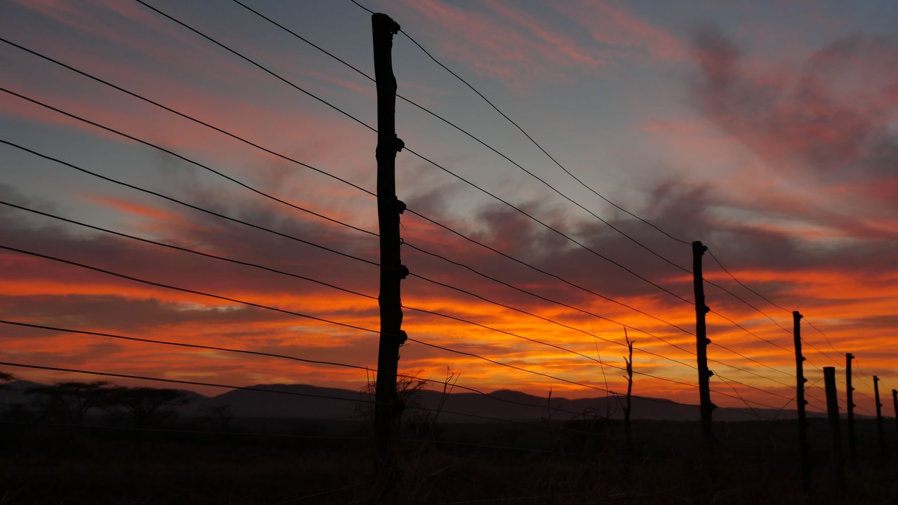 Artenschutz im suedlichen Afrika: Ein afrikanischer Elefant in der Wildnis