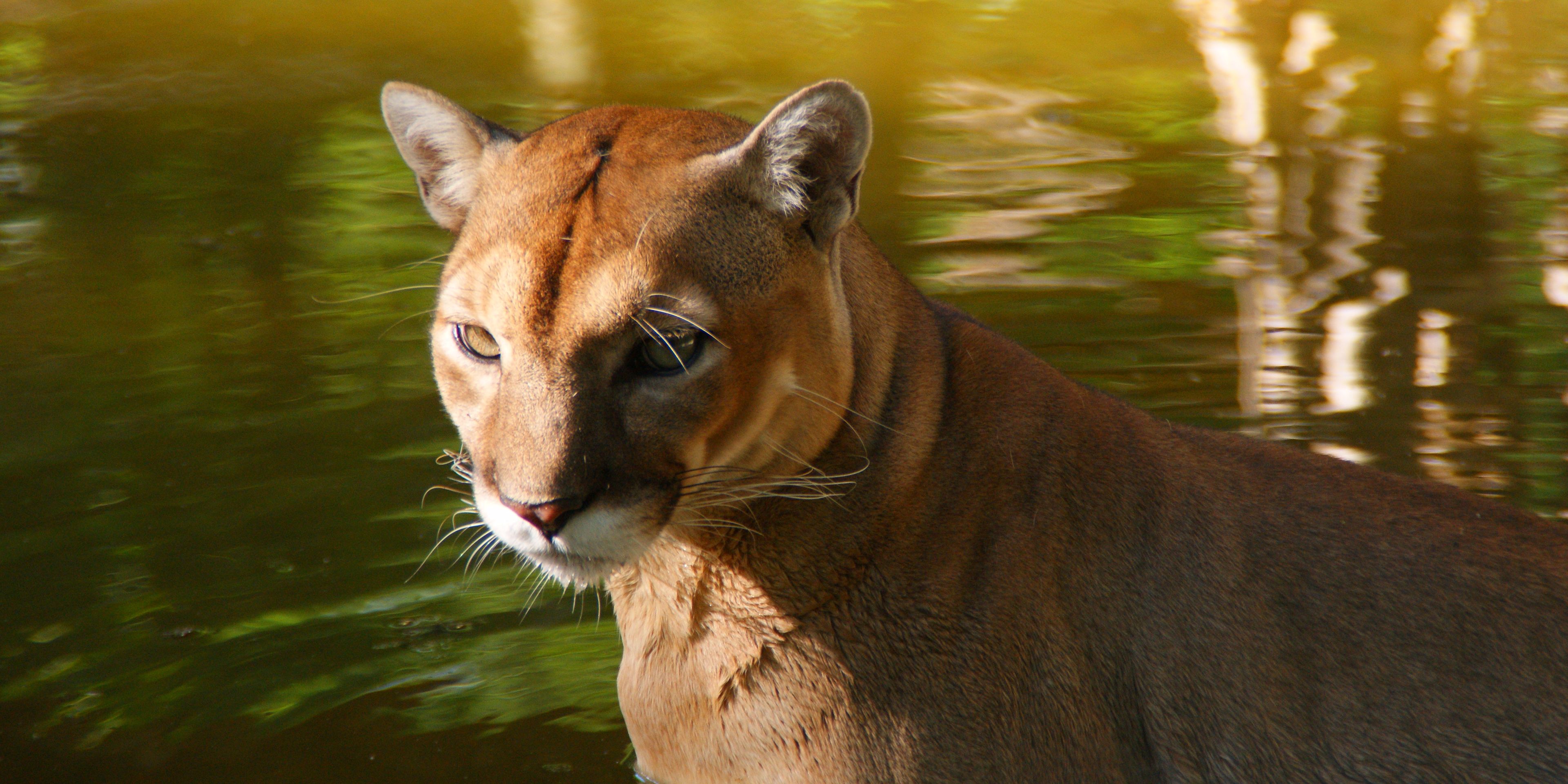 reisen-freiwilligendienst-guatemala-wildtierschutz-puma-im-wasser