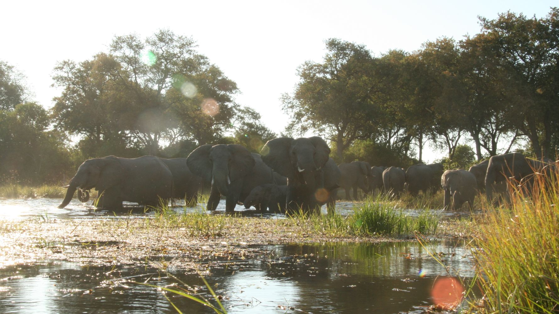 blog-ratgeber-botswana-okavango-delta-elefanten-blog-natucate
