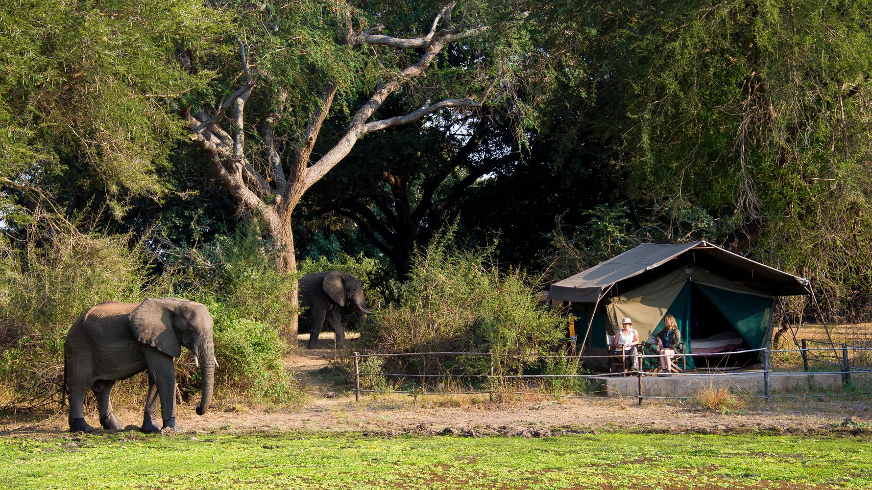 blog-ratgeber-sambia-flatdogs-camp-elefant-aussicht-natucate