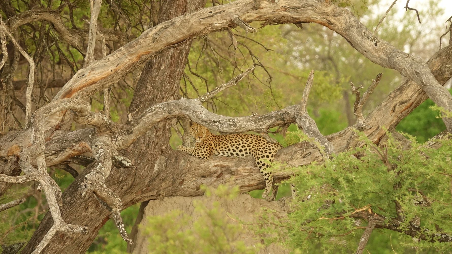 blog-ratgeber-suedafrika-limpopo-leopard-natucate