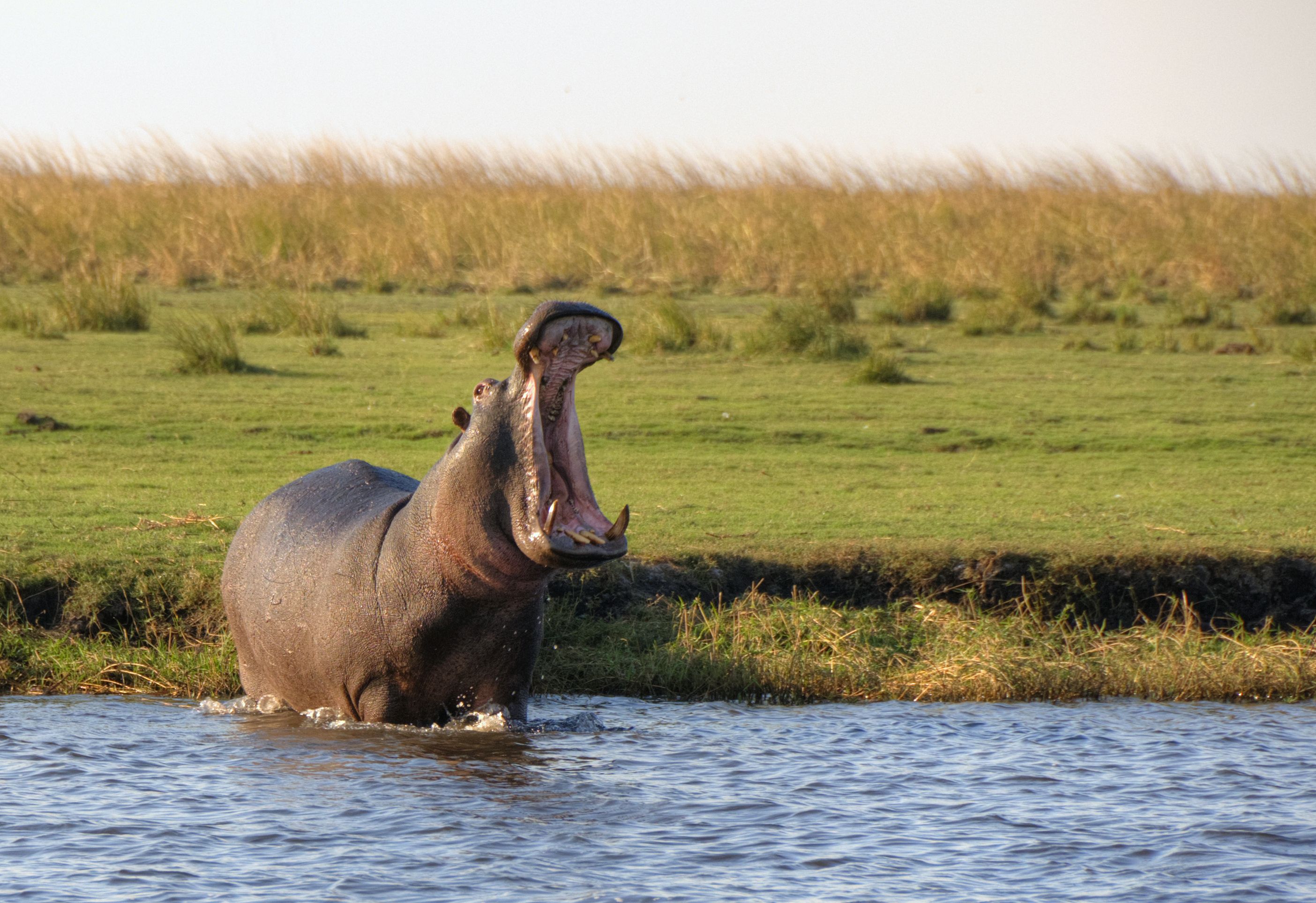 Hippo Holiday