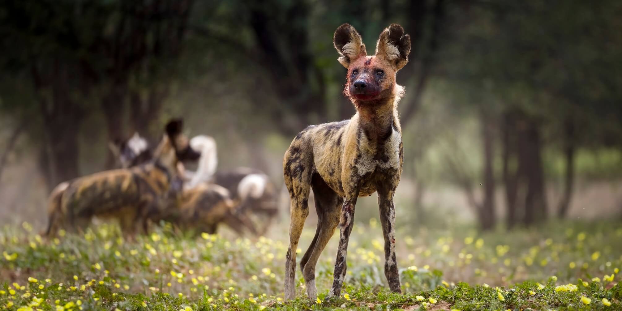 natucate-volunteering-southafrica-kalahari-african-wild-dog