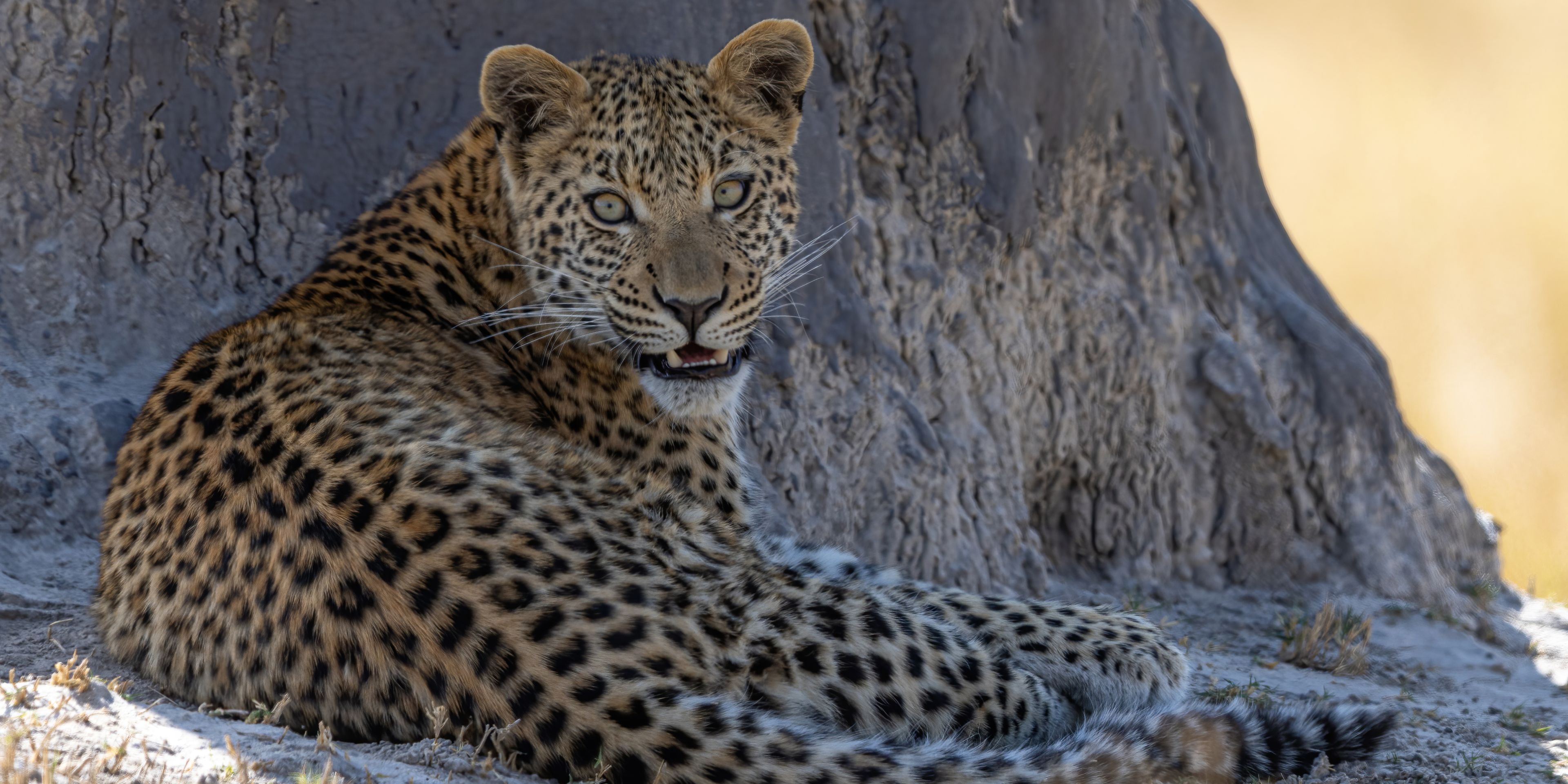 Leopard in Botswana