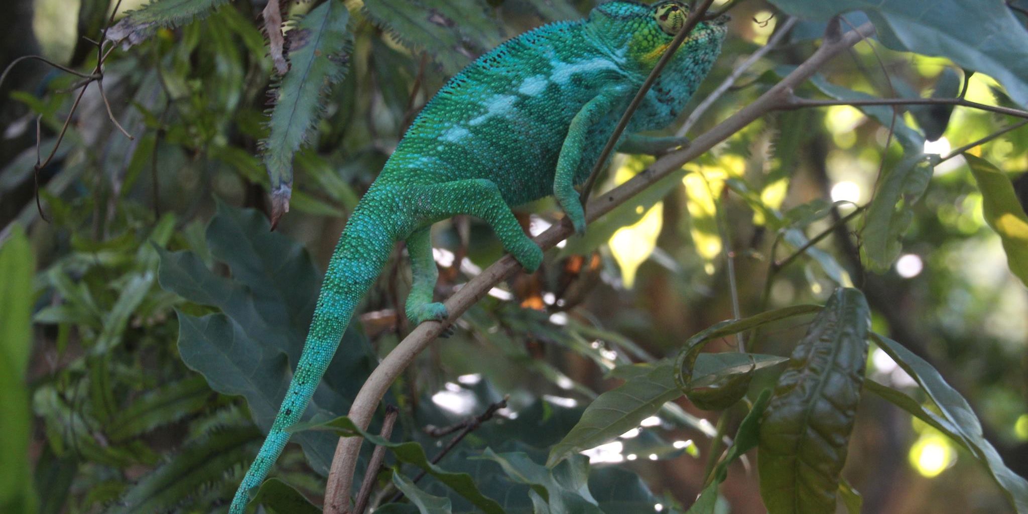 freiwilligenarbeit-madagaskar-afrika-artenschutz-chamaeleon-natucate