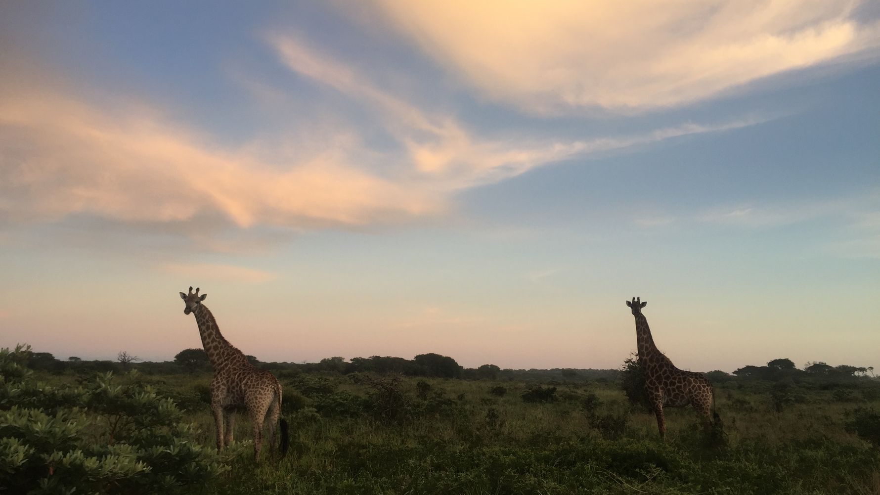 Zwei Giraffen stehen in der afrikanischen Savanne