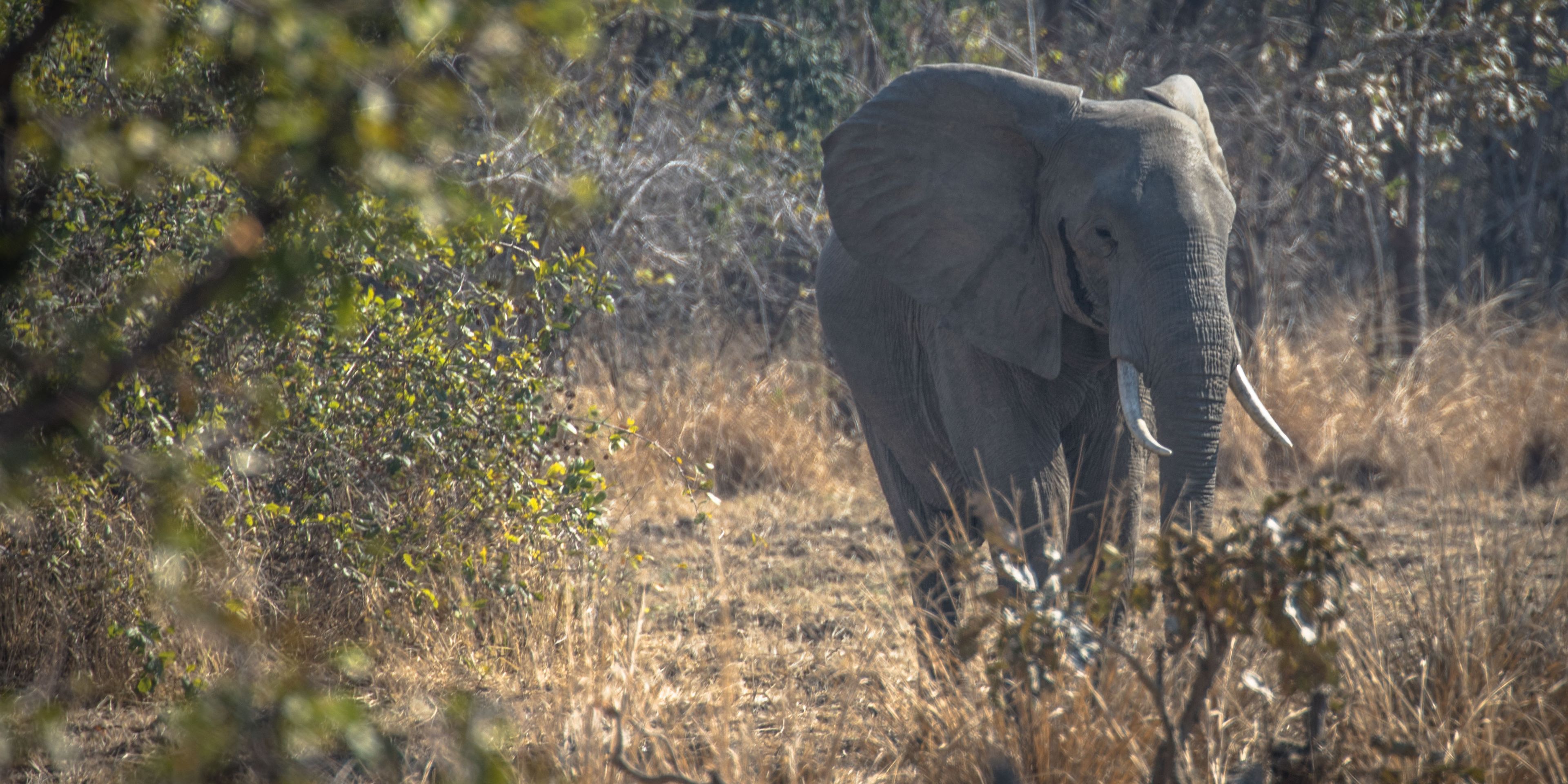 Aufnahme eines Elefanten in einem sambischen Naturreservat