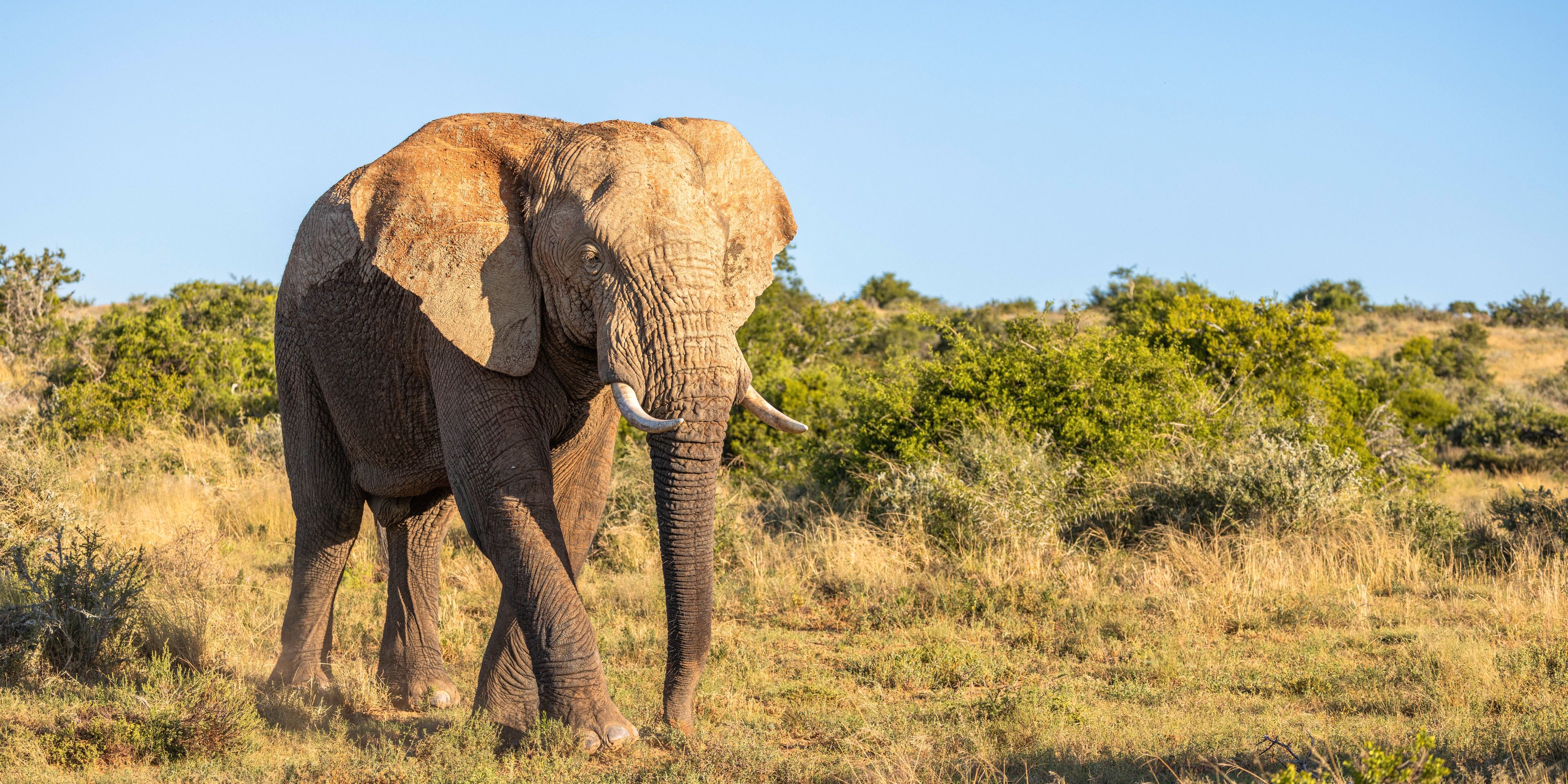 natucate-guide-course-safari-guide-elephant