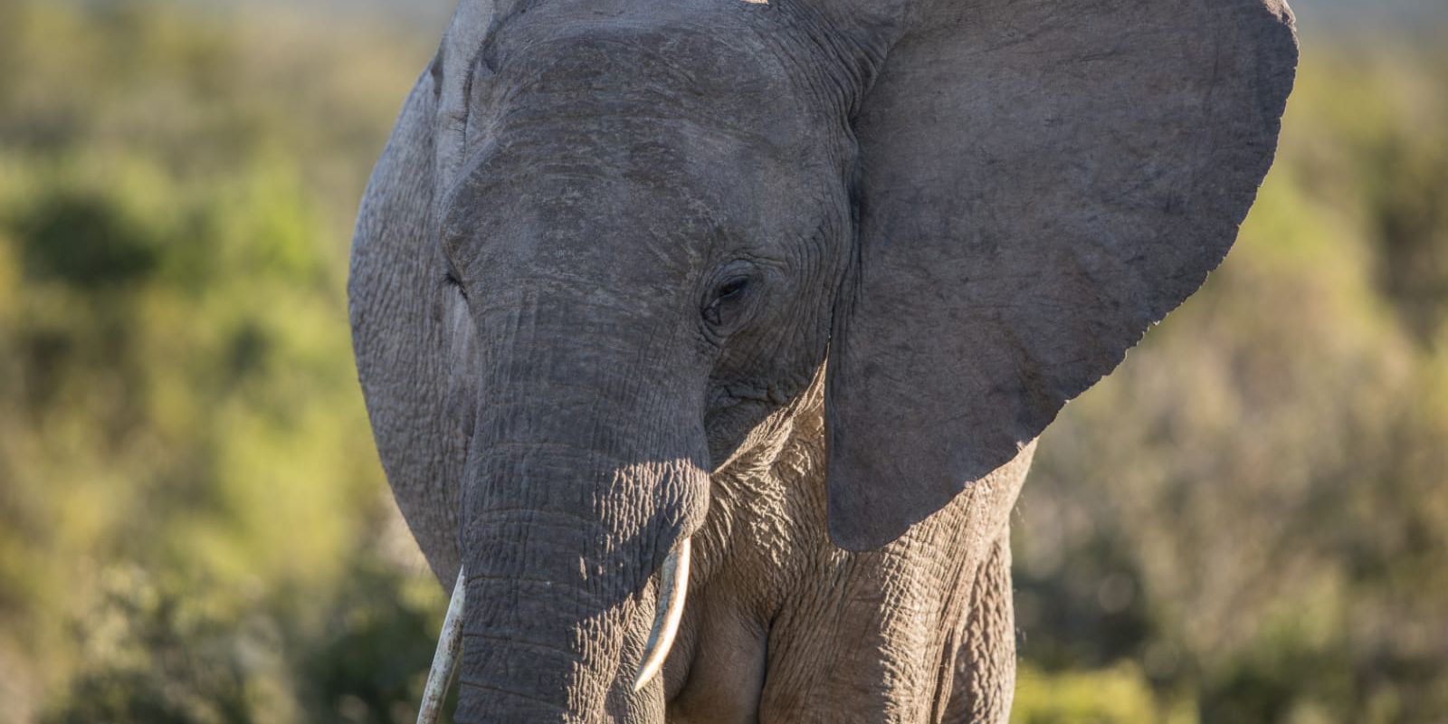 Aufnahme eines Elefanten in einem Game Reserve Sambias