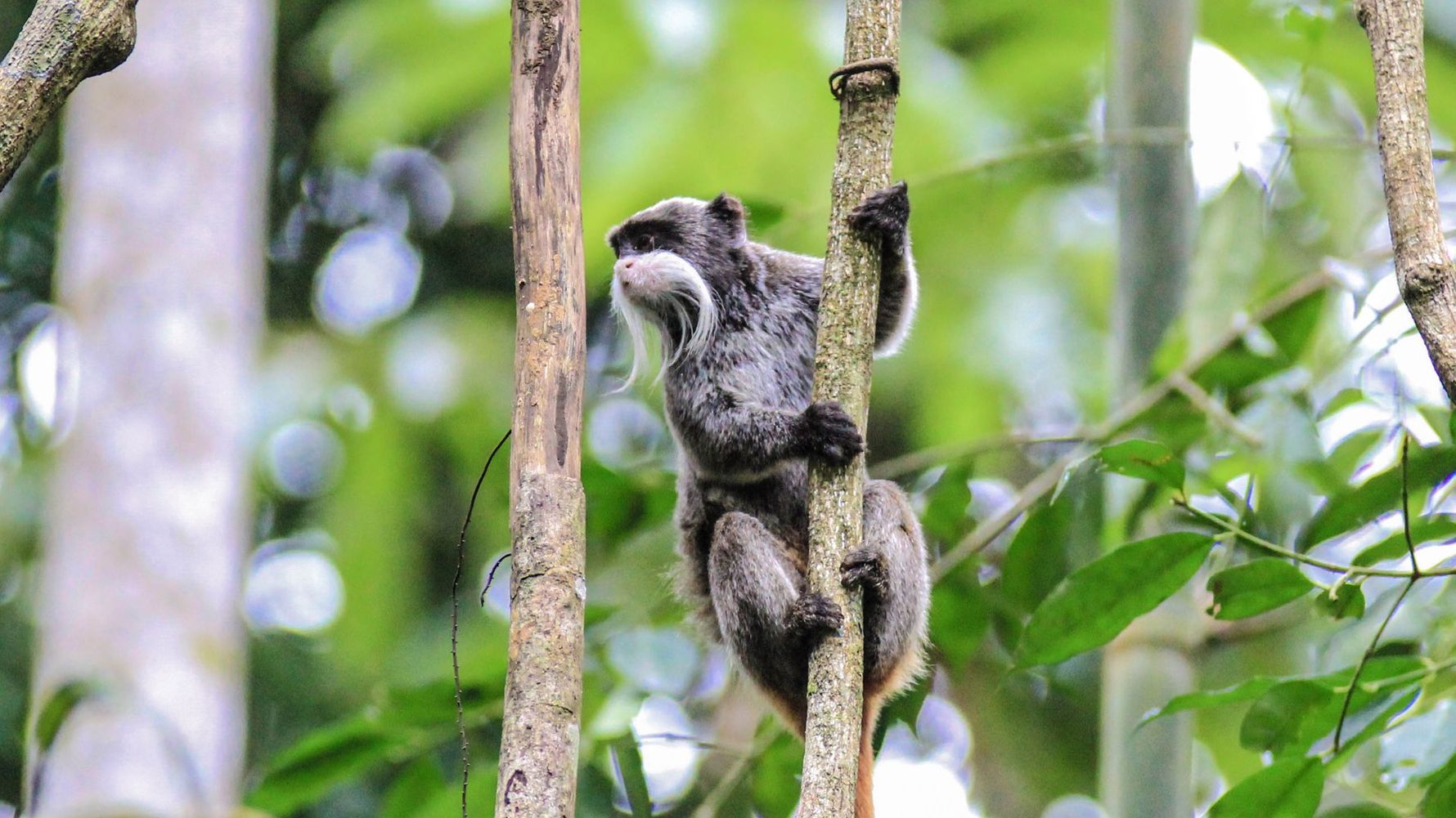 naturwissen-suedamerika-blog-primaten-blog-natucate