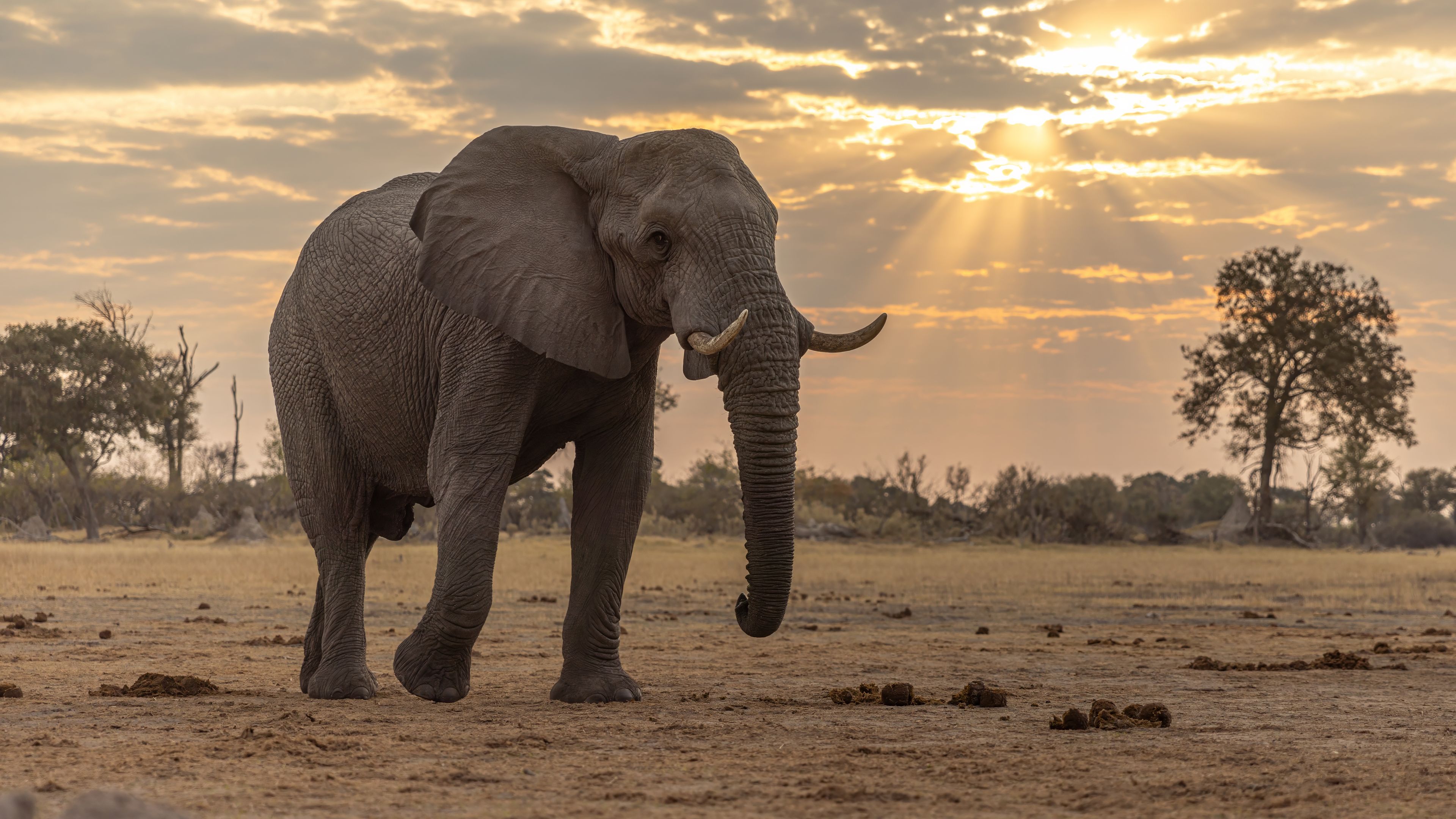 elephant_credits_matthias_kern