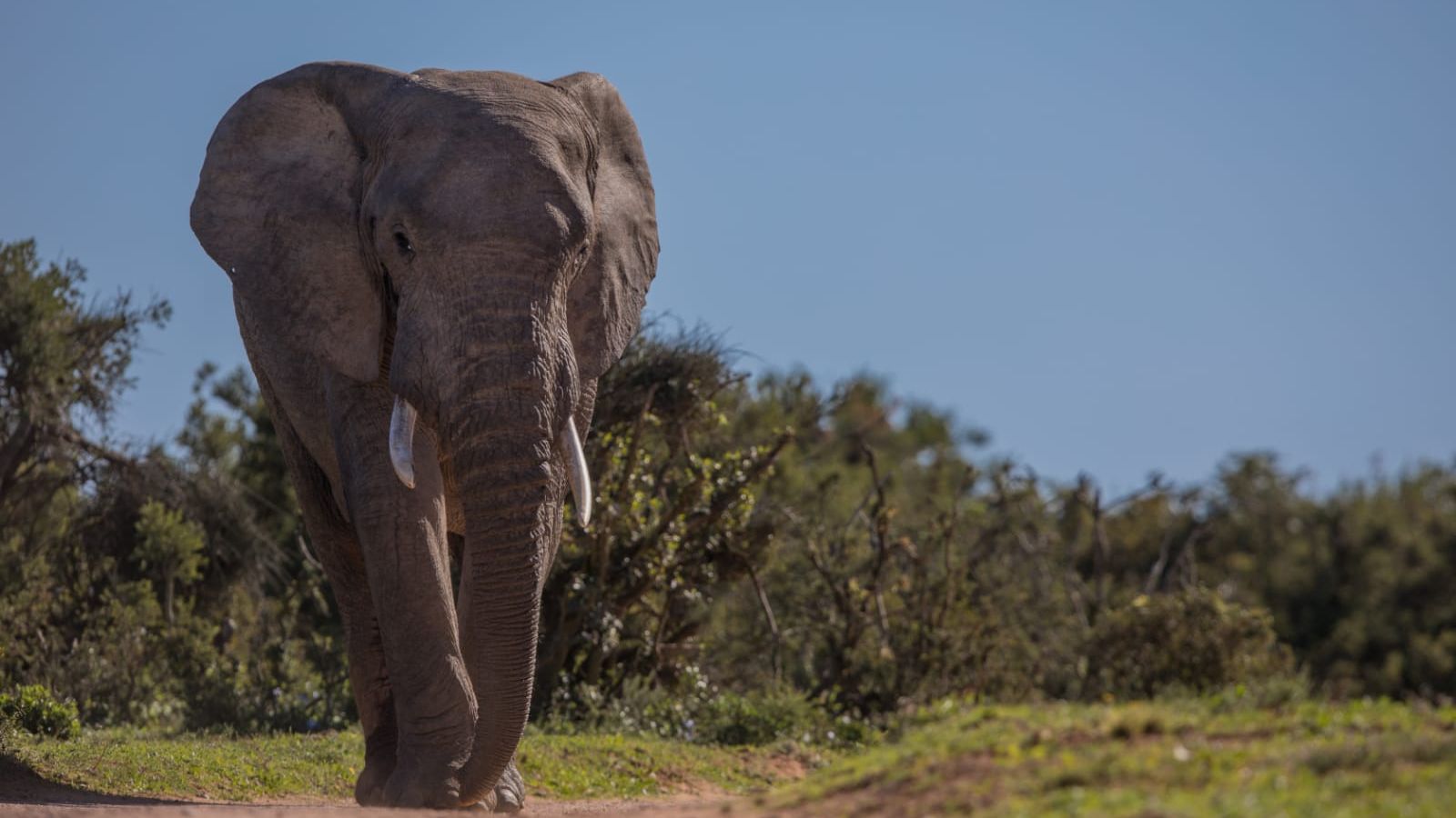 blog-ratgeber-suedafrika-ostkap-elefant-natucate